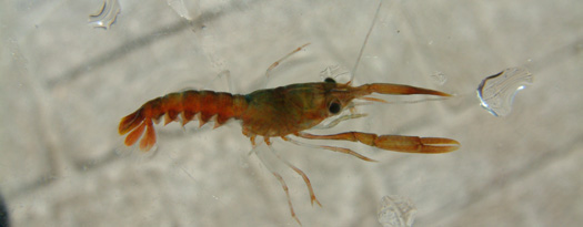 lobster